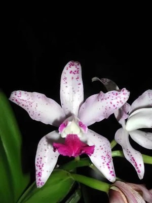 Bild von Cattleya amethystoglossa 2